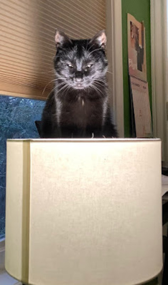 nekothecoolcat